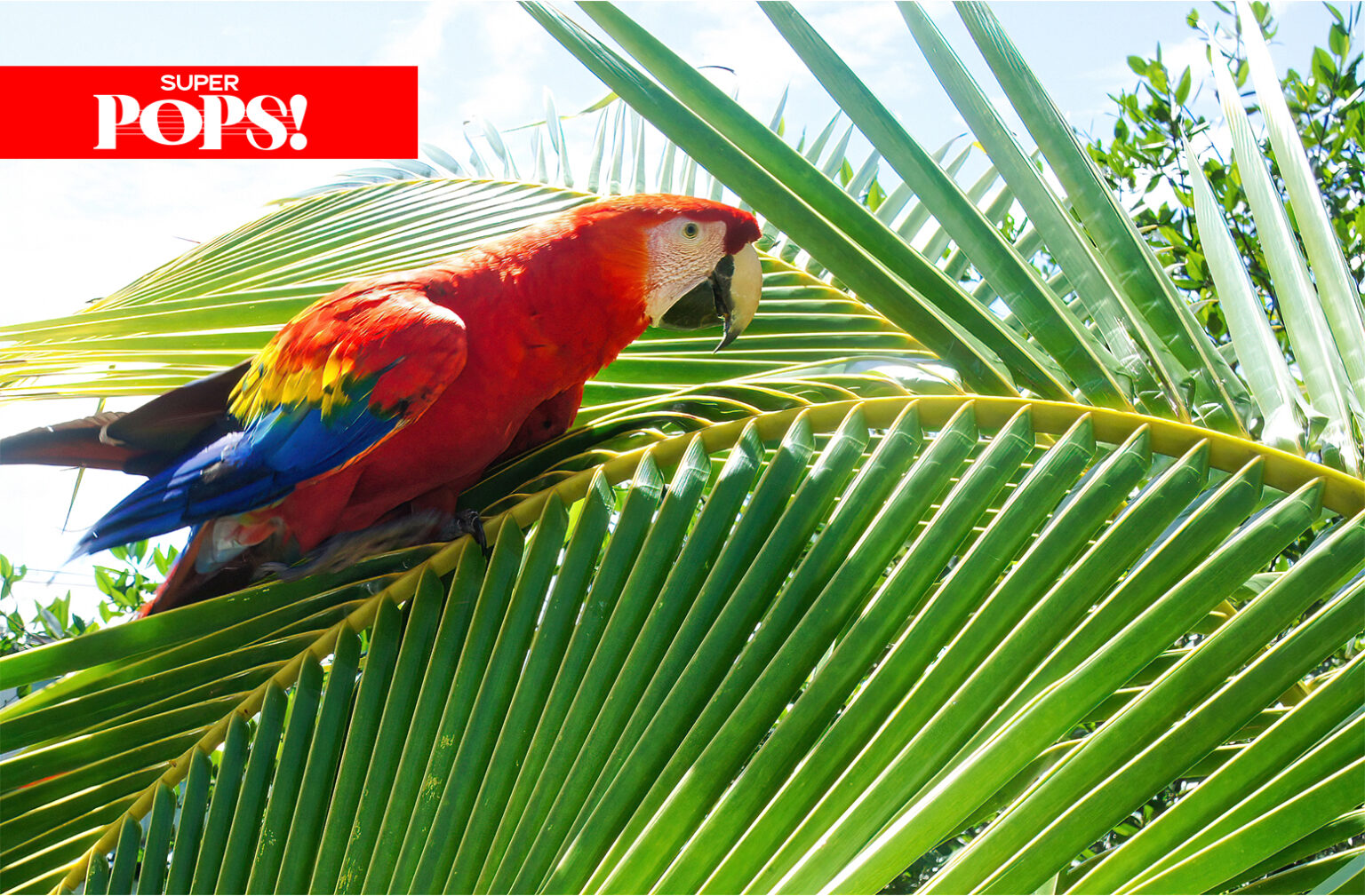 Parrots+%26+Palms%3A+Tropical+Rock